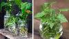 11 Indoor Plants That Will Grow In Water